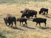 Bison in Yellowstone